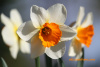Spring flowers